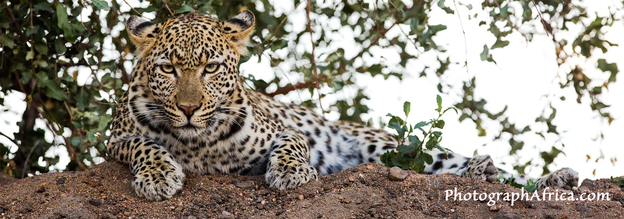 Safaris for Photographers